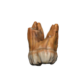 Dungeons & Dragons Teeth of Dahlver-Nar Bite-Sized Artifact