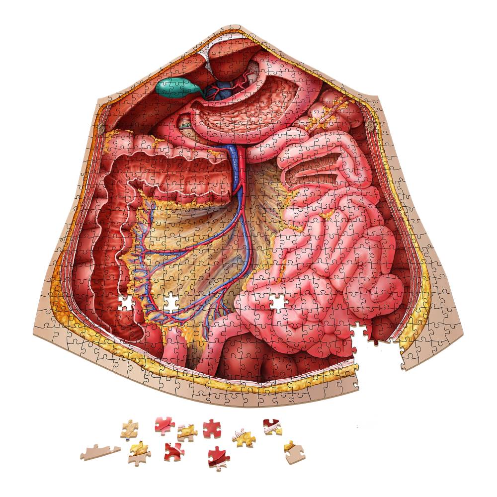 Dr. Livingston's Anatomy Jigsaw Puzzle: The Human Abdomen