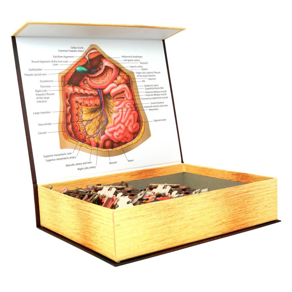 Dr. Livingston's Anatomy Jigsaw Puzzle: The Human Abdomen