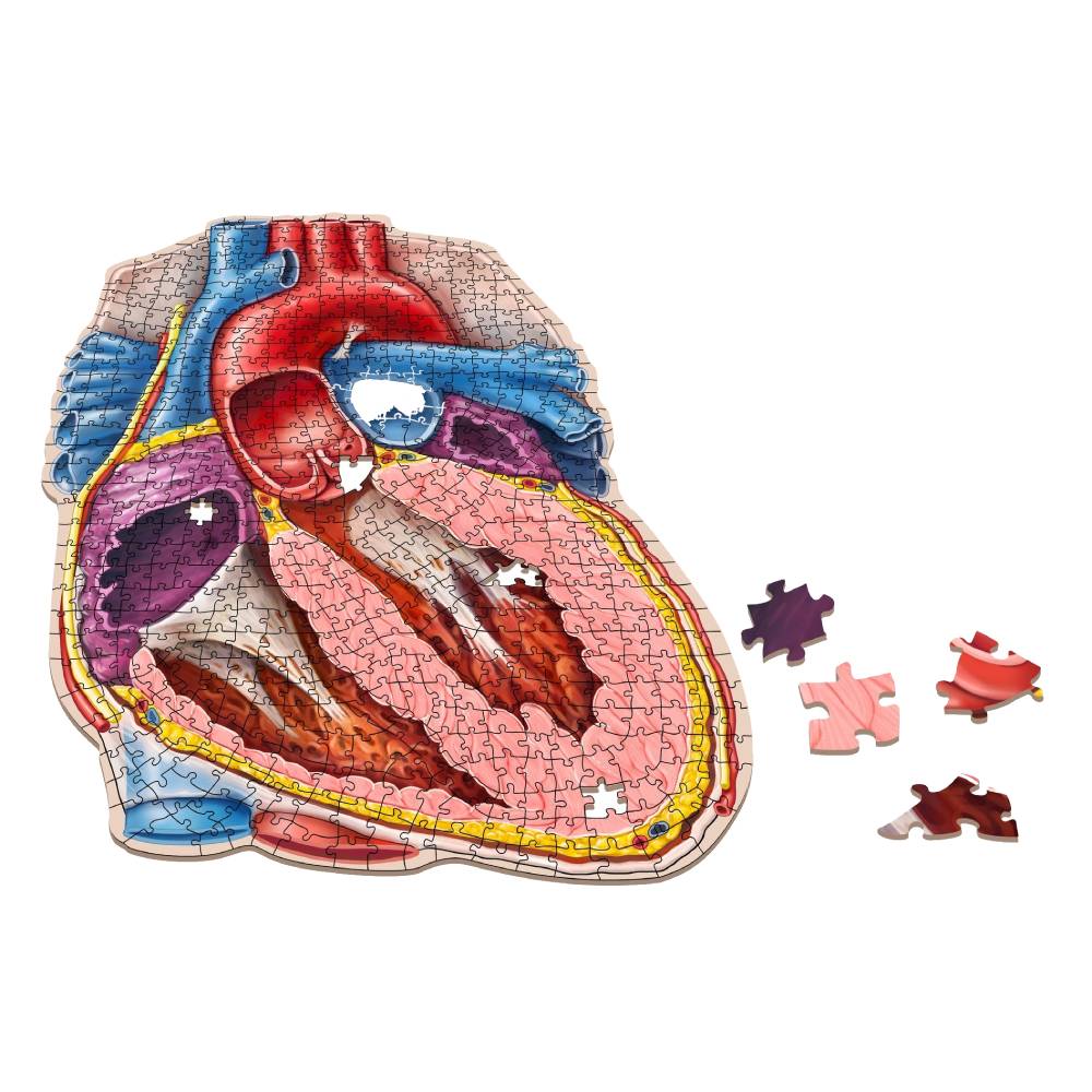 Dr. Livingston's Anatomy Jigsaw Puzzle: The Human Heart