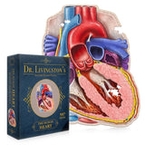 Dr. Livingston's Anatomy Jigsaw Puzzle: The Human Heart