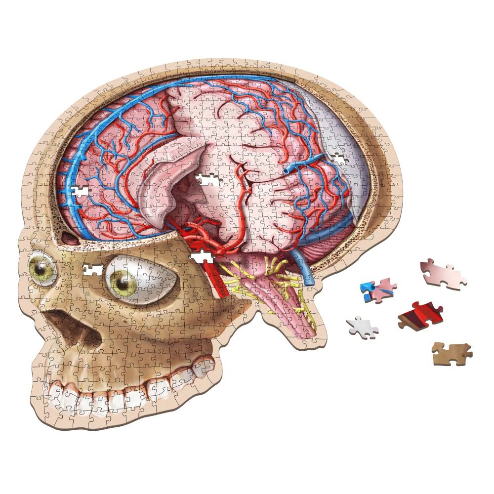 Dr. Livingston's Anatomy Jigsaw Puzzle: The Human Brain