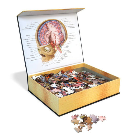 Dr. Livingston's Anatomy Jigsaw Puzzle: The Human Brain