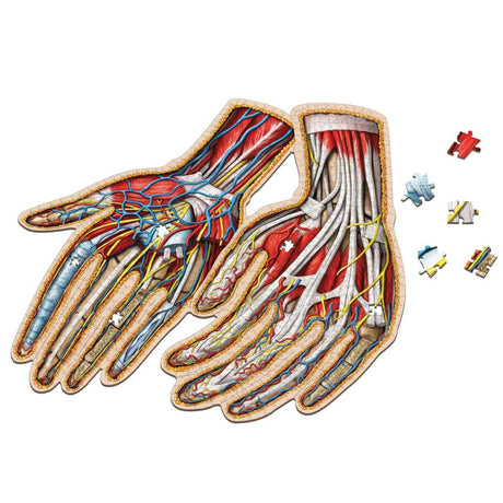 Dr. Livingston's Anatomy Jigsaw Puzzle: The Human Hands