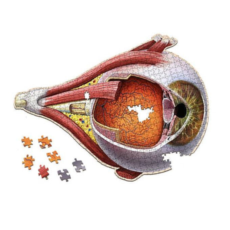 Dr. Livingston's Anatomy Jigsaw Puzzle: The Human Eye