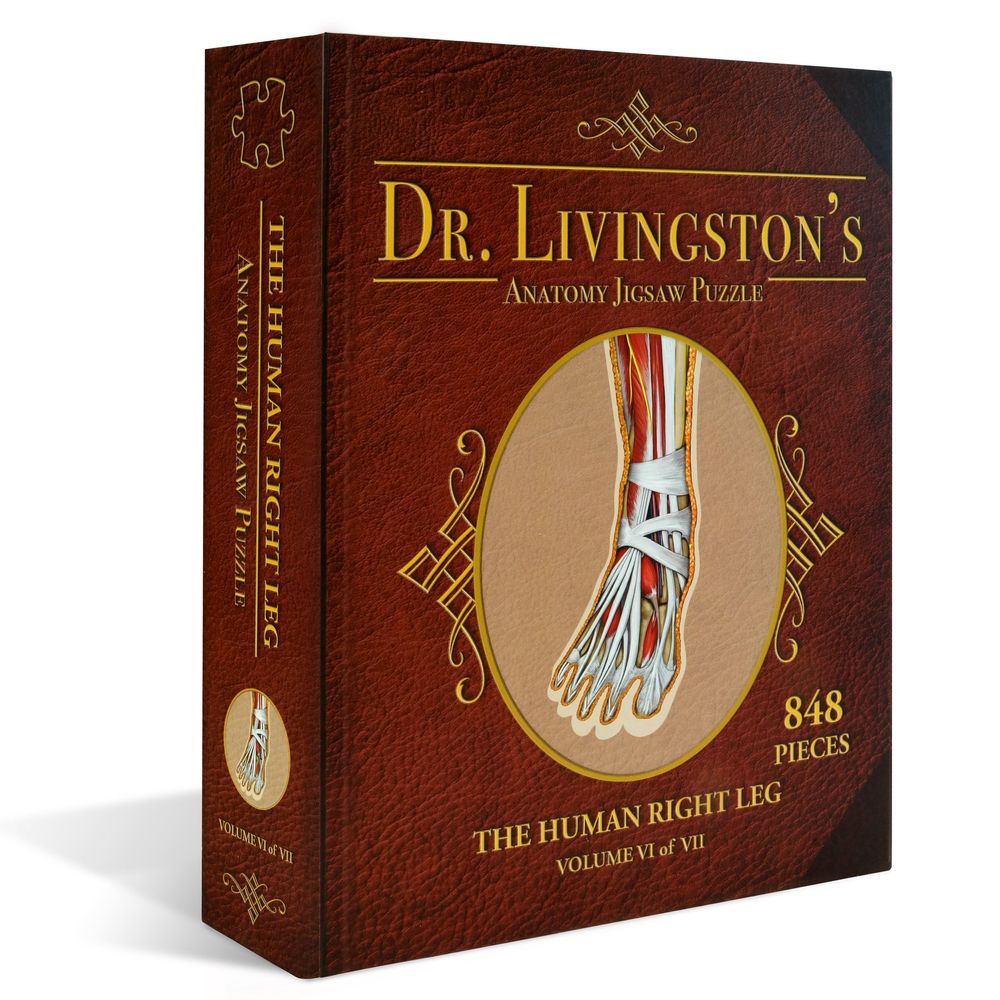 Dr. Livingston's Anatomy Jigsaw Puzzle: The Human Right Leg
