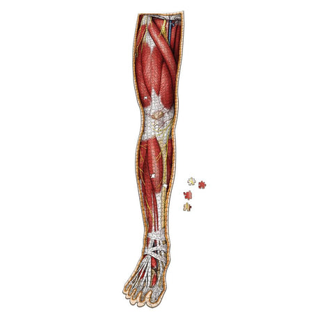 Dr. Livingston's Anatomy Jigsaw Puzzle: The Human Right Leg